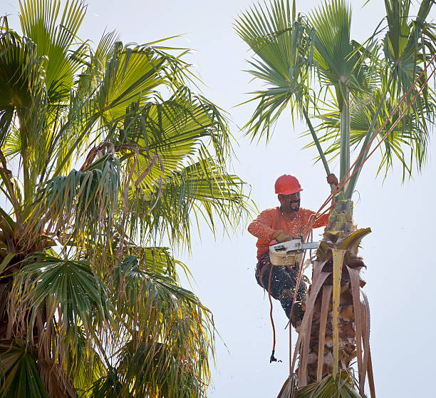 The Steps Involved in Our Tree Care Process in Hardinsburg, KY